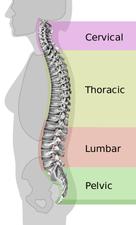 Spinal Cord Wiki